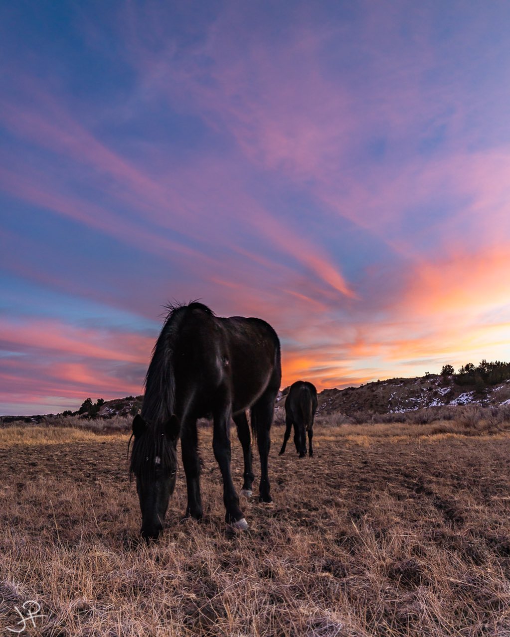 The Horses Of Theodore Roosevelt National Park, North Dakota 